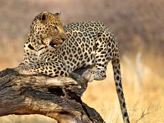 namibia 2012